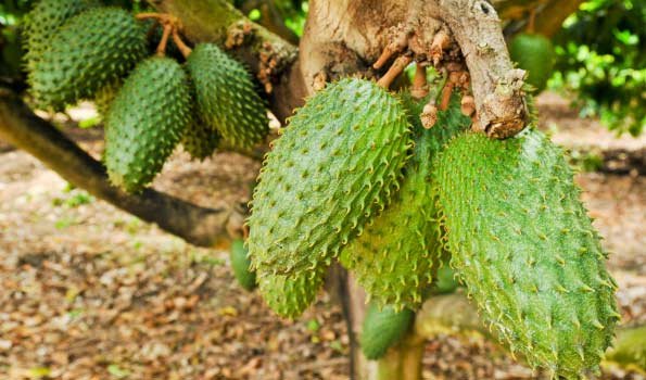 Mãng cầu phổ biến ở Việt Nam và nhiều quốc gia trên thế giới