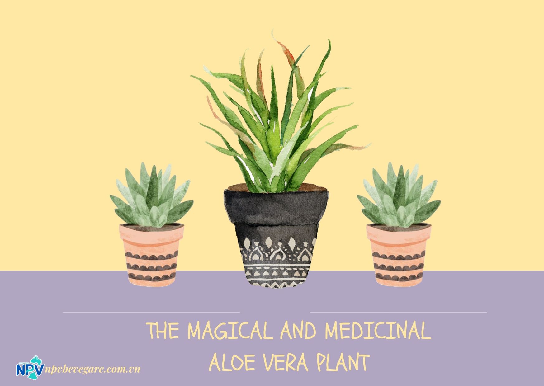 Aloe vera is magical and medicinal plant