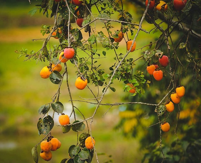 Persimmon season in Da Lat will surely provide lasting memories