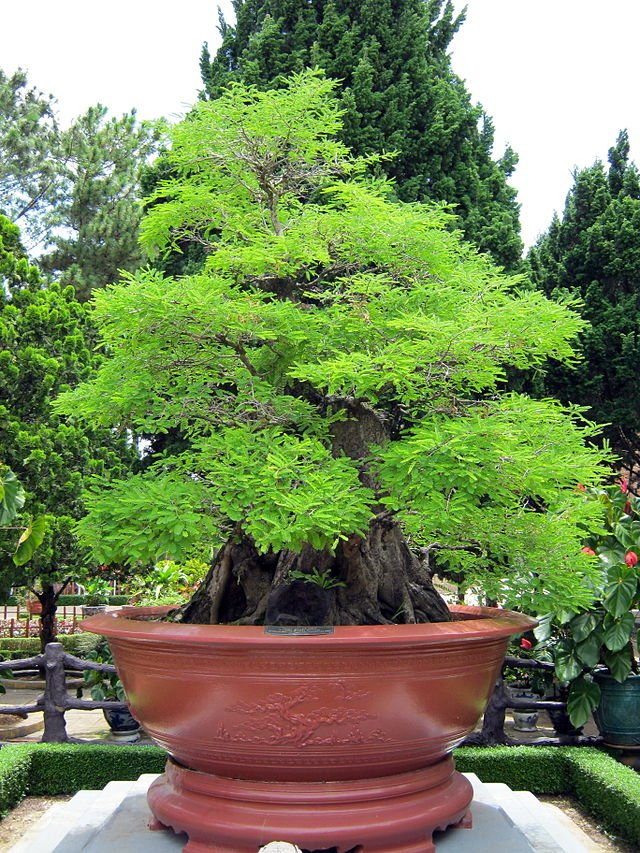 Công dụng cây me: có thể làm cây bonsai