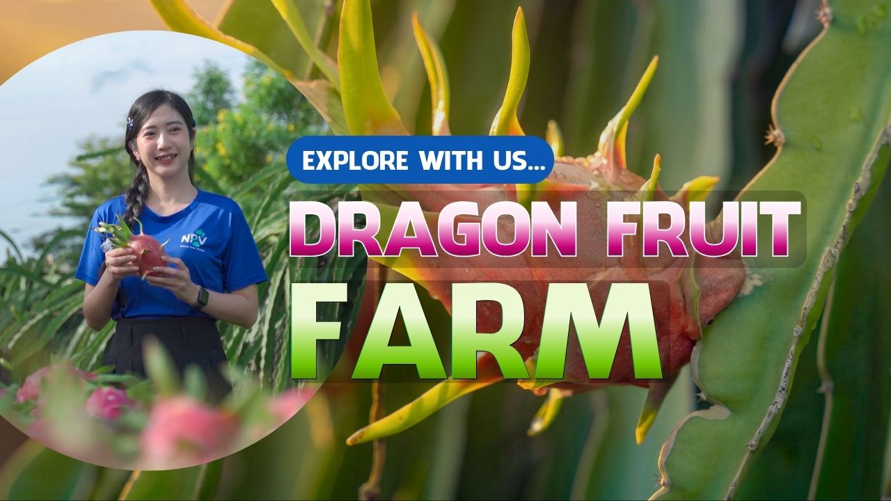 Vietnam Dragon Fruit Farm Tour | NPV Beverage